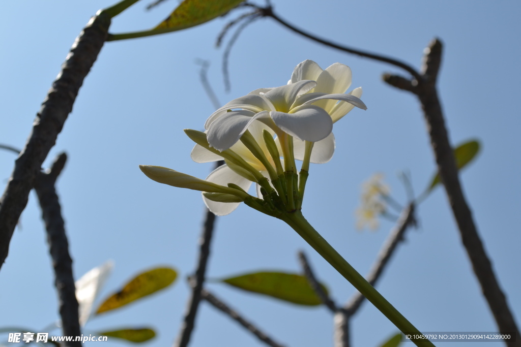 泰国九世皇庙花卉