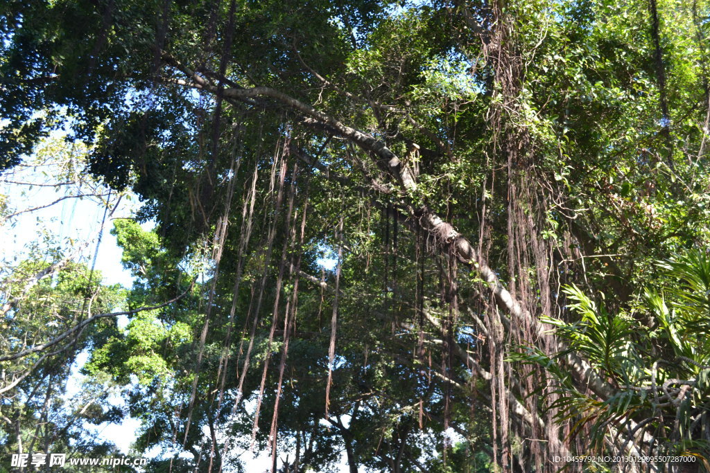 泰国度假村大树