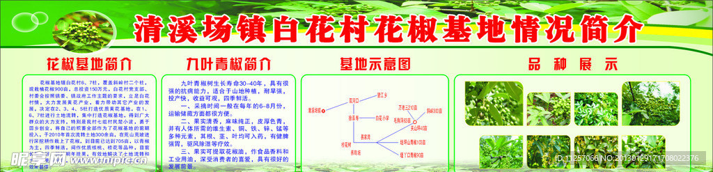 白花村花椒基地情况简介