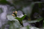 雪花