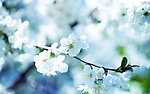 梨花