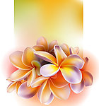 鲜花兰花