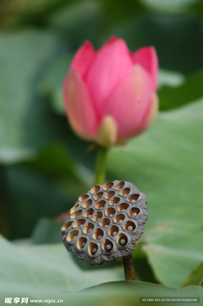 荷花莲蓬