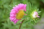 翠菊