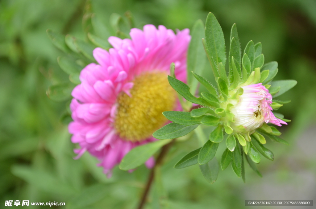 翠菊