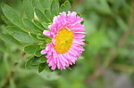 翠菊