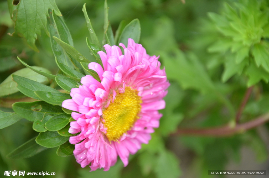 翠菊