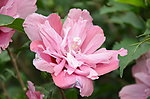 木槿花
