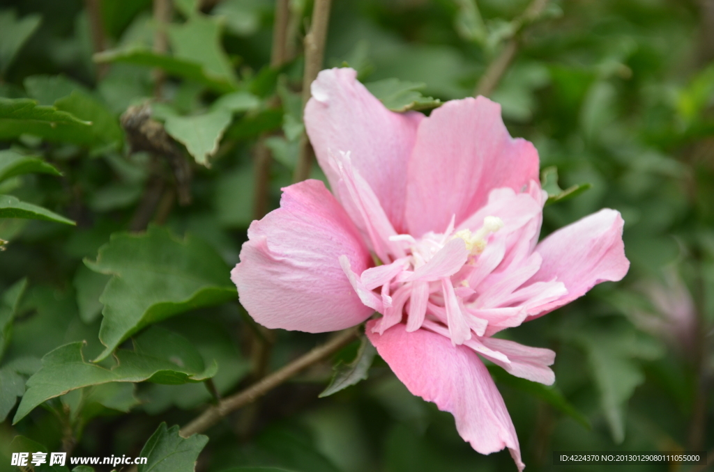 木槿花