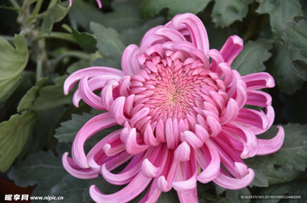 菊花