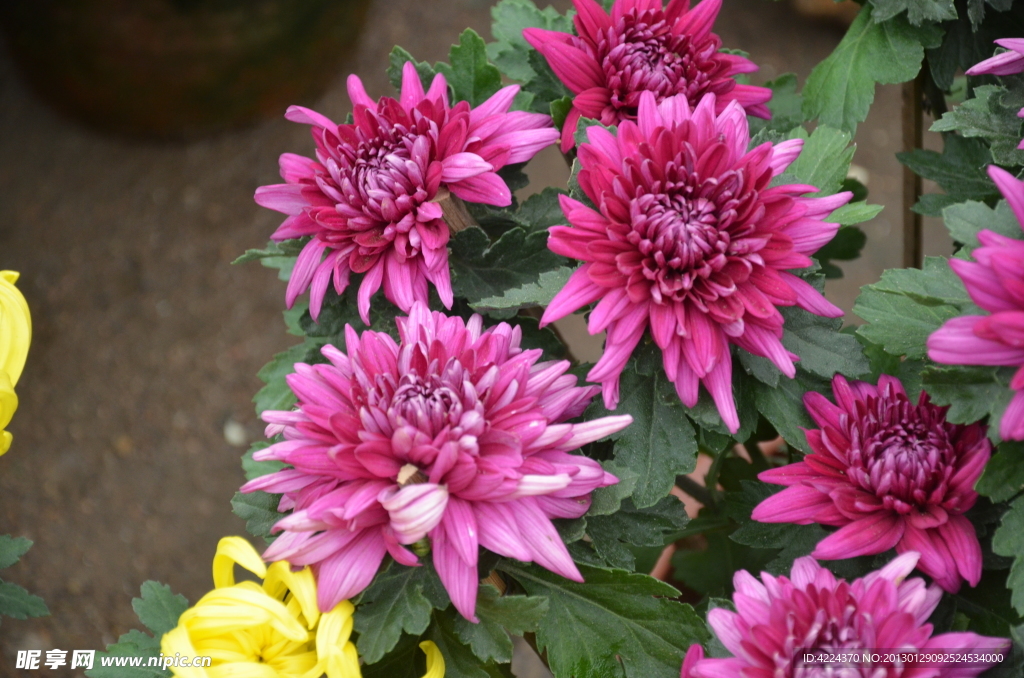 菊花