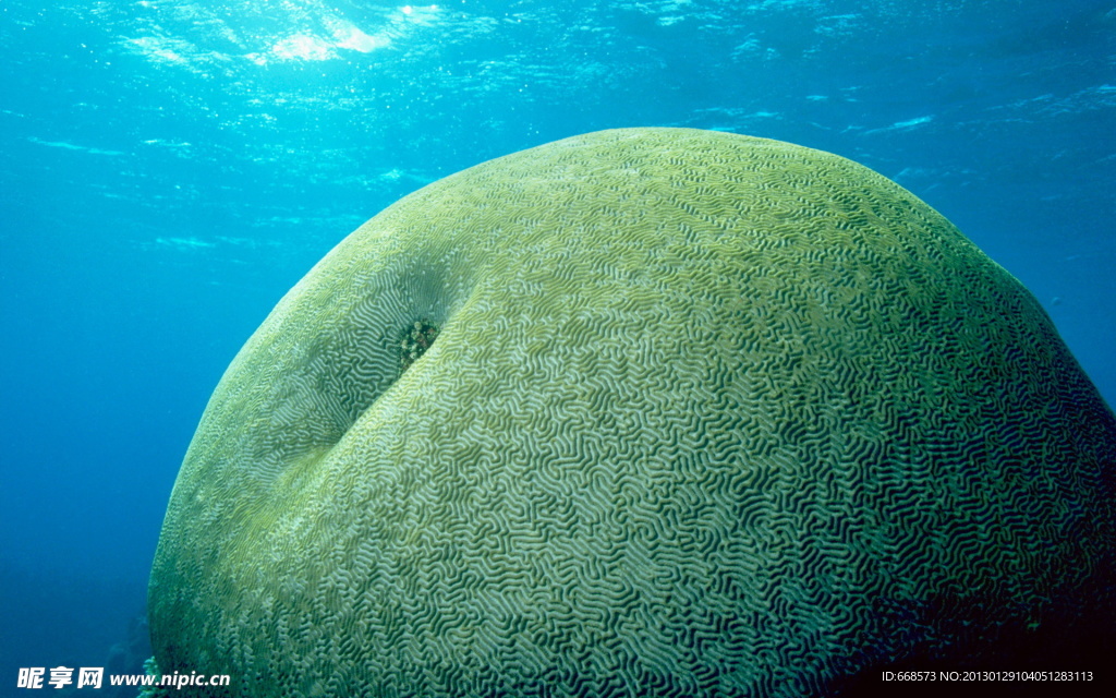 海洋生物
