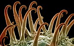 海洋生物