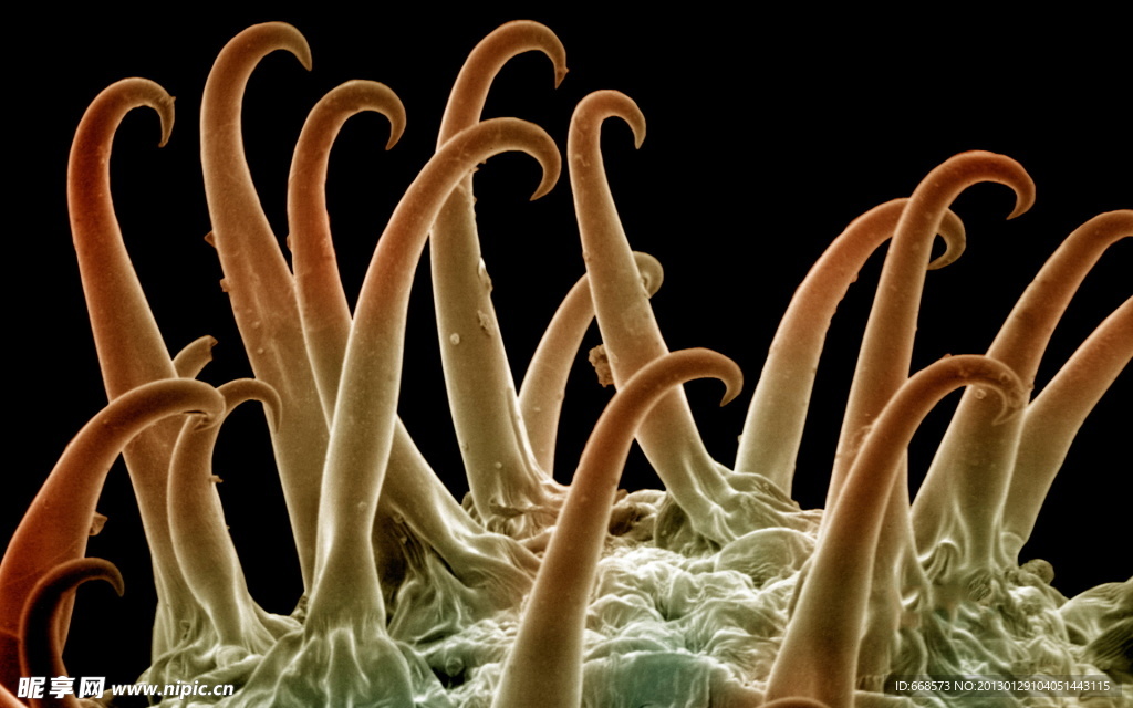 海洋生物
