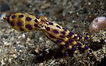 海洋生物