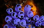 海洋生物
