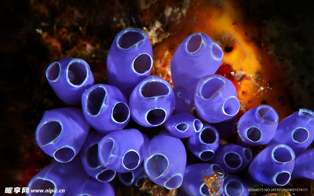 海洋生物