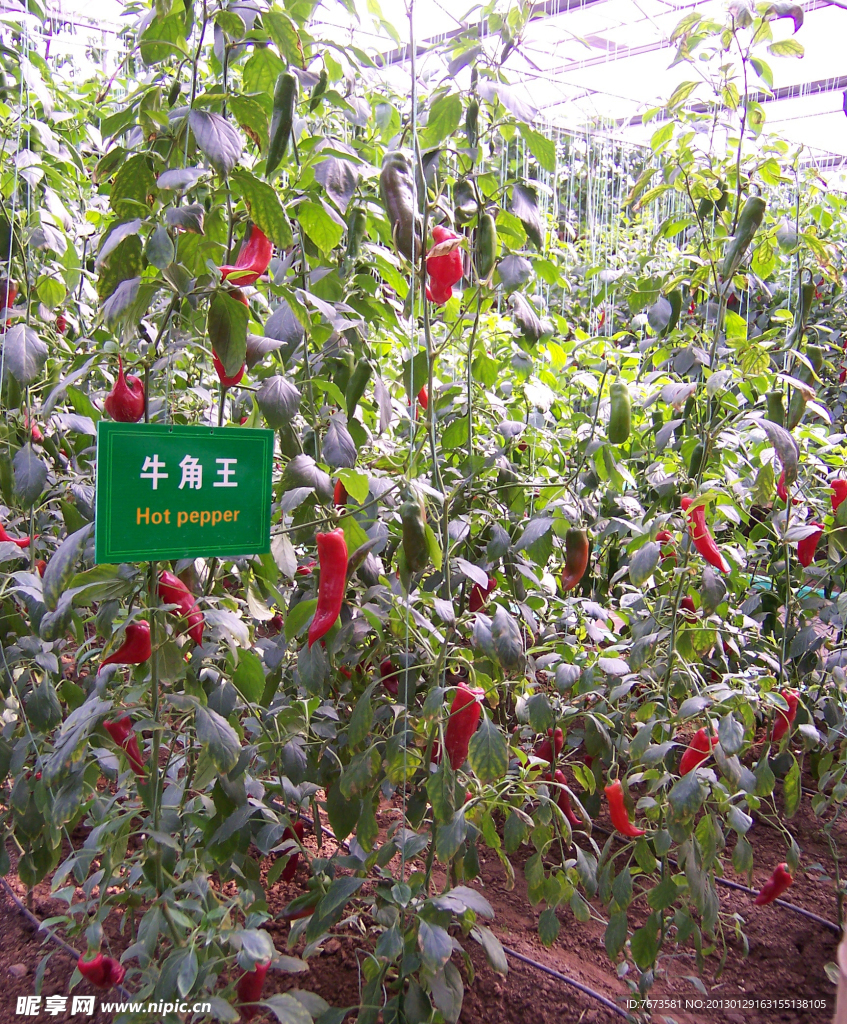 大棚辣椒