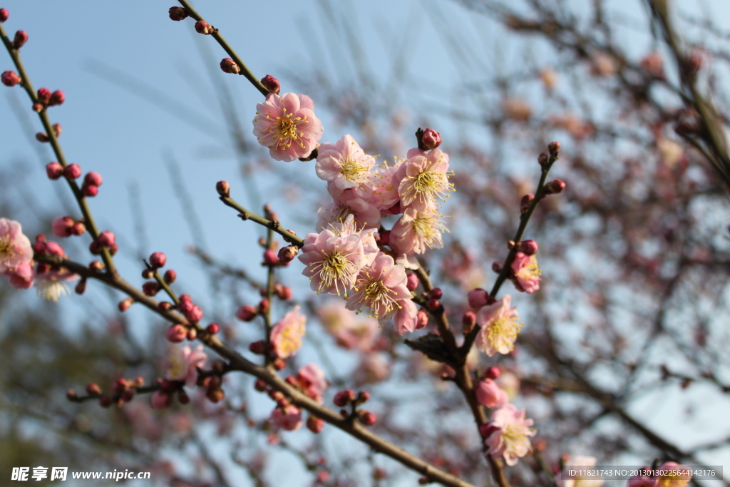 粉红色桃花