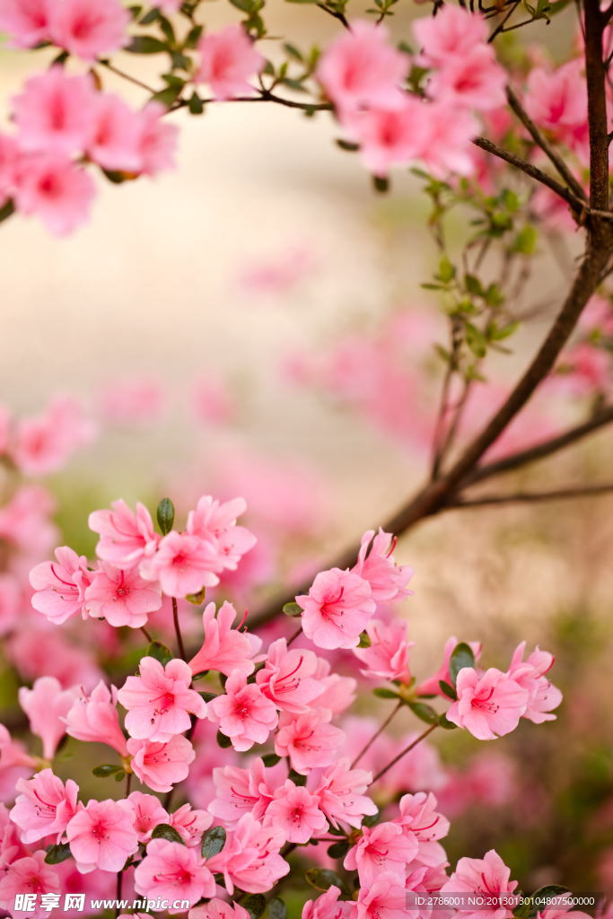 桃花