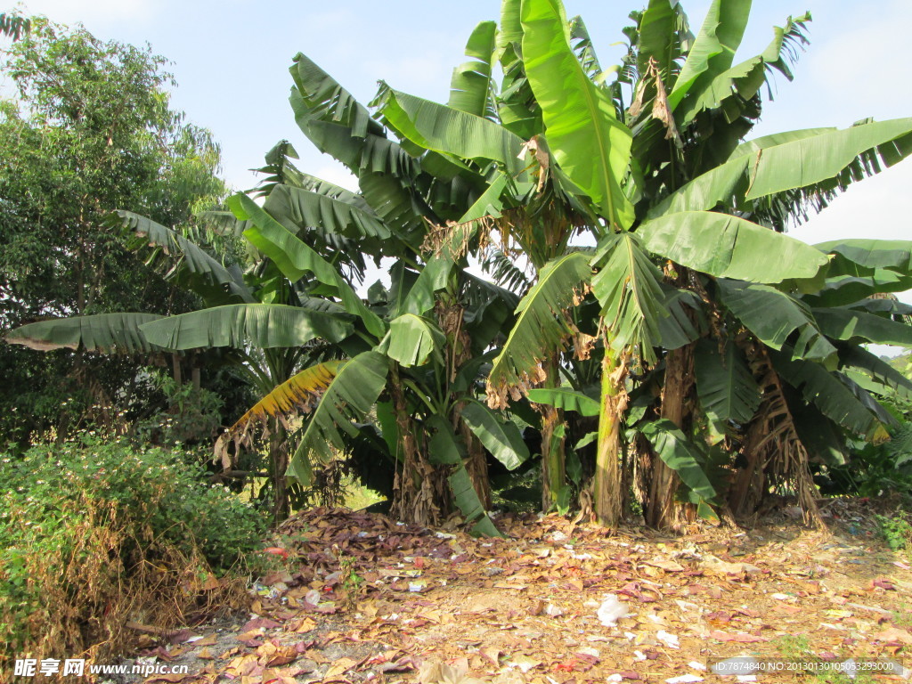 香蕉树,高产淀粉树,香蕉树的利用价值_大山谷图库