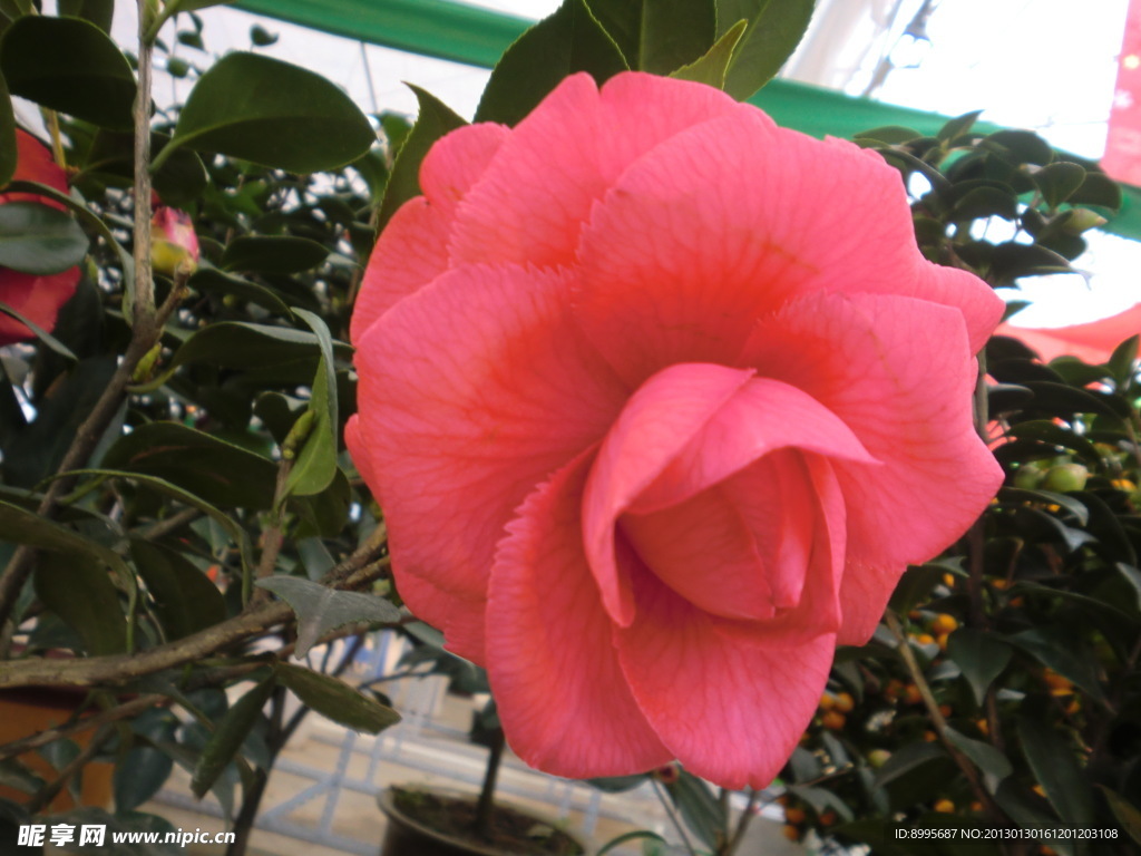 月季花