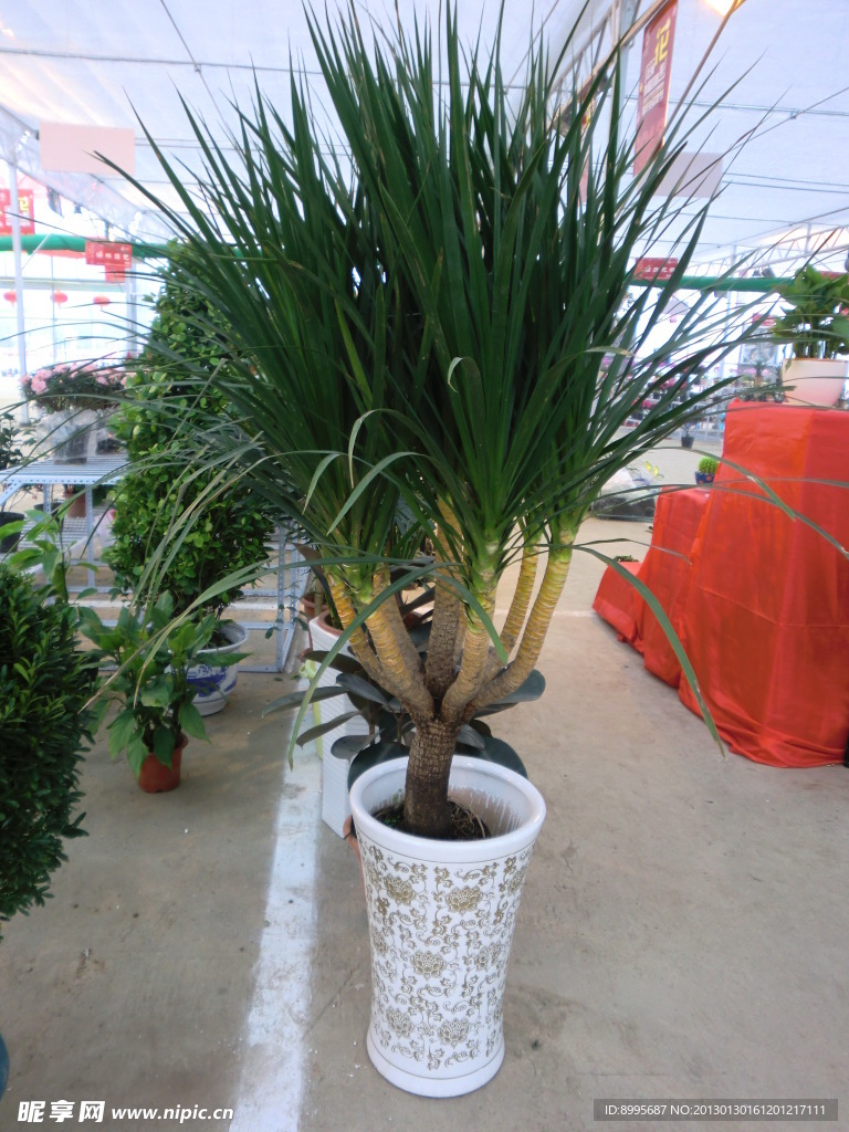 植物