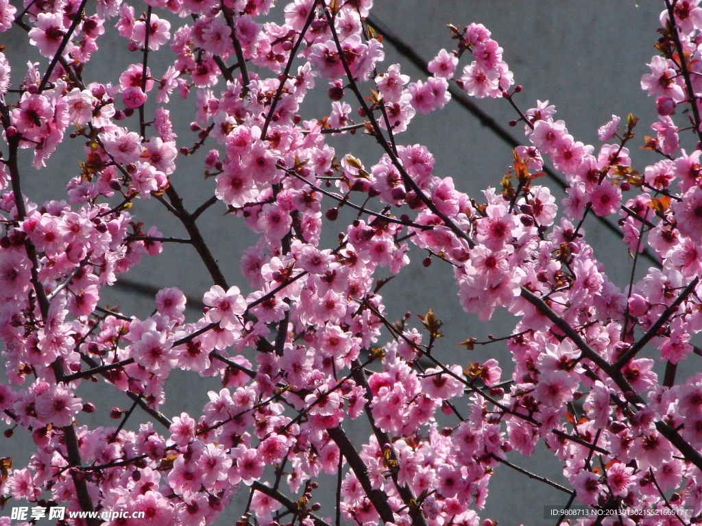 梅花