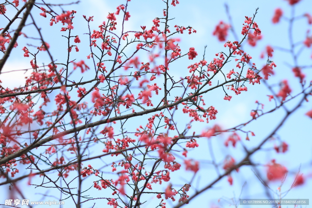 樱花