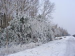 冰雪雾凇图片