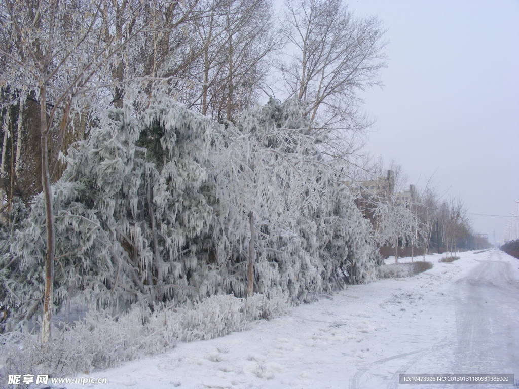 冰雪雾凇图片