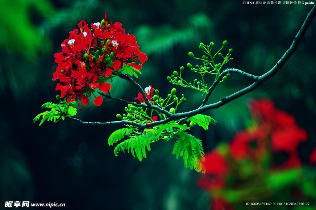 中国花草 树木红花
