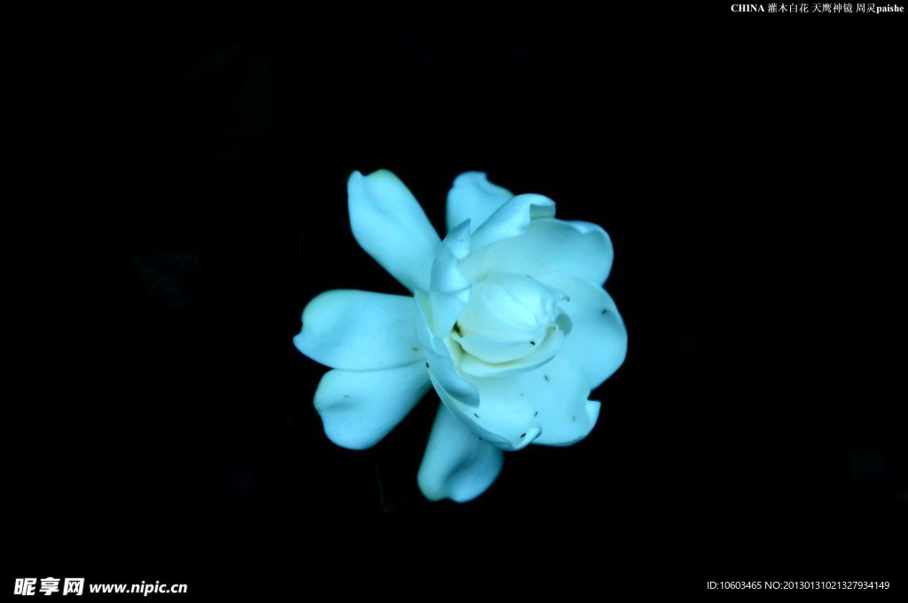光影艺术 拍摄白花
