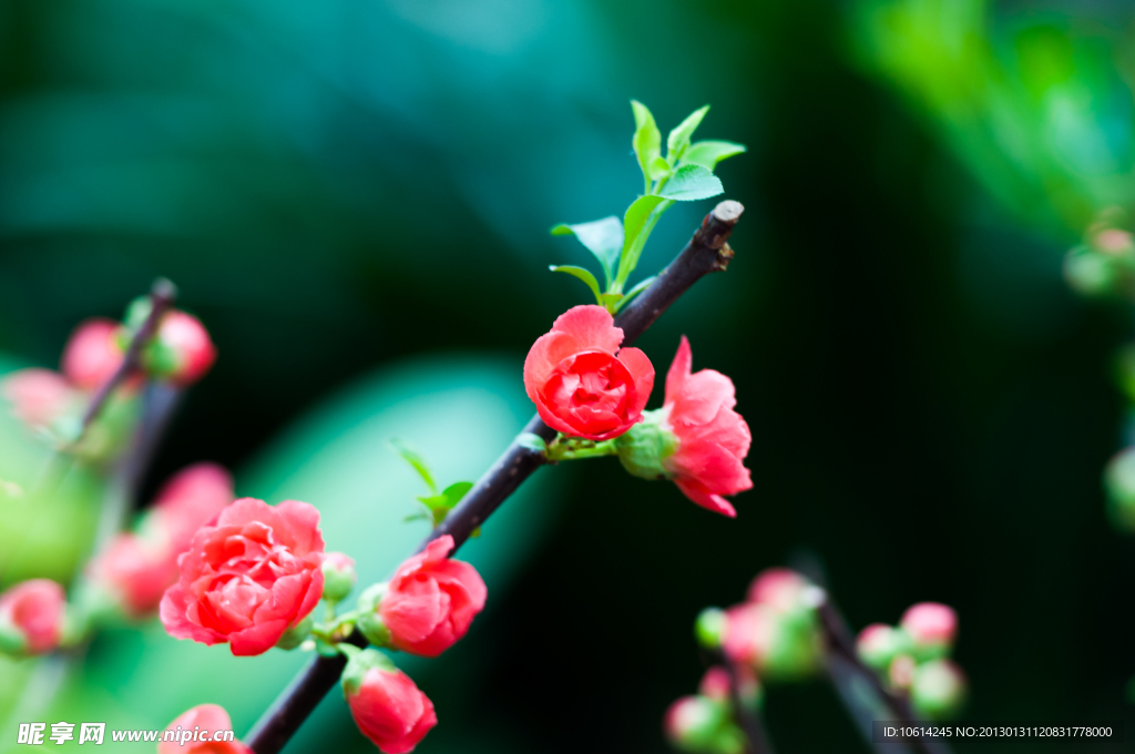 海棠花
