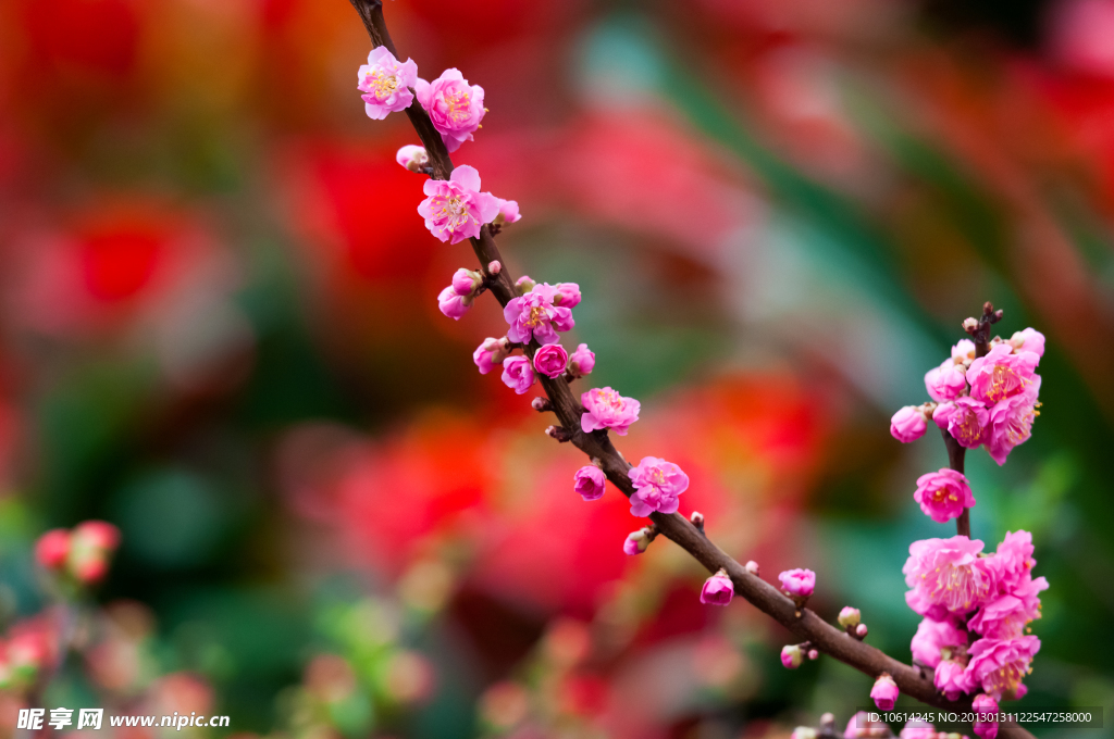 海棠花