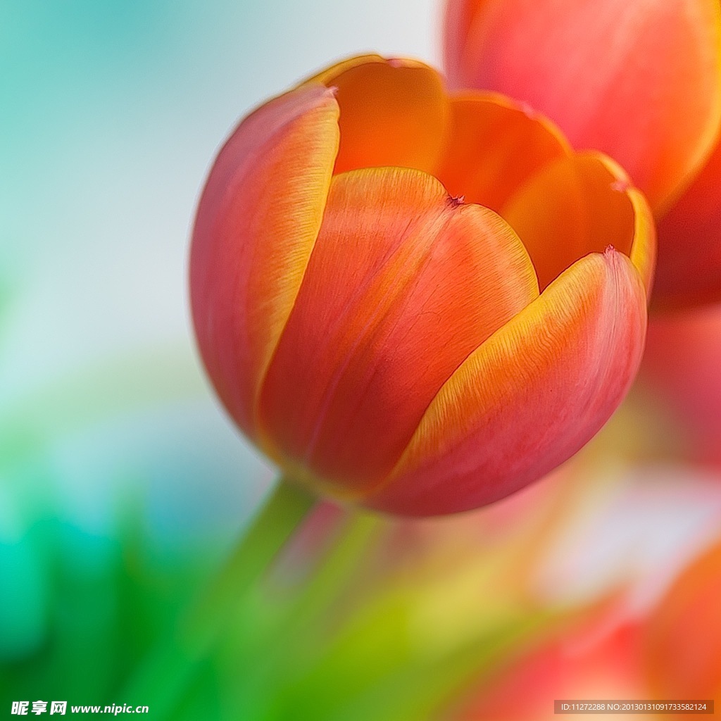 郁金香