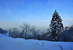 雪树