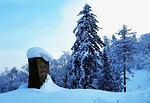 雪树