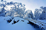 雪树