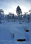 雪树