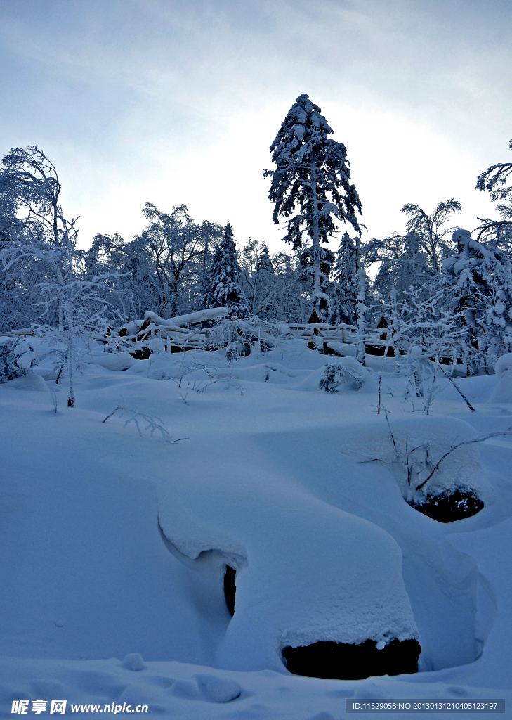 雪树