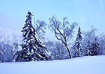 雪树