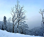 雪树