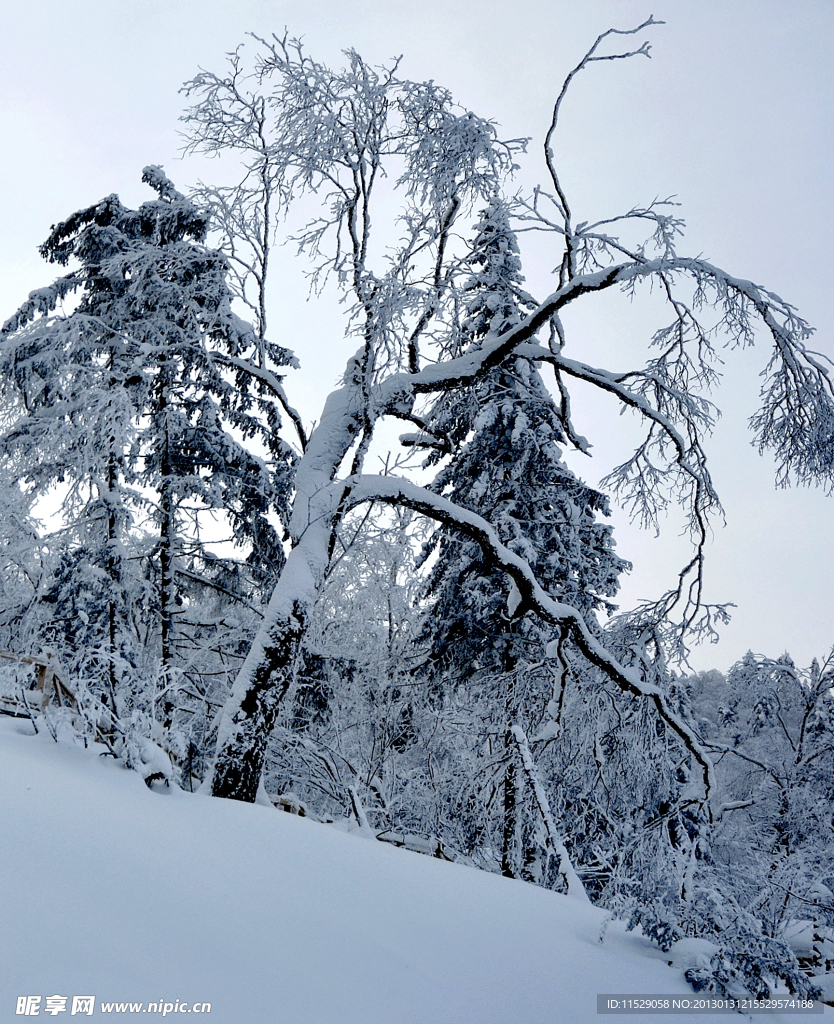 雪树