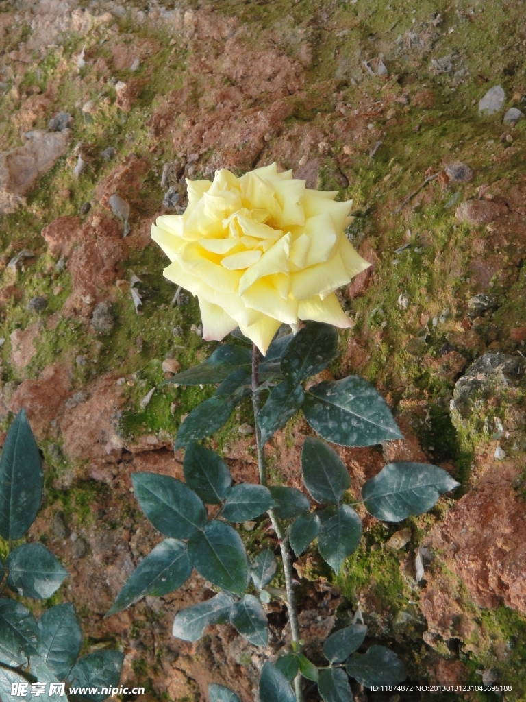 玫瑰