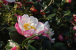 山茶花