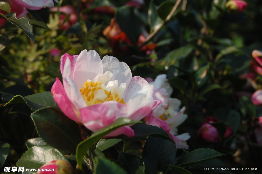山茶花