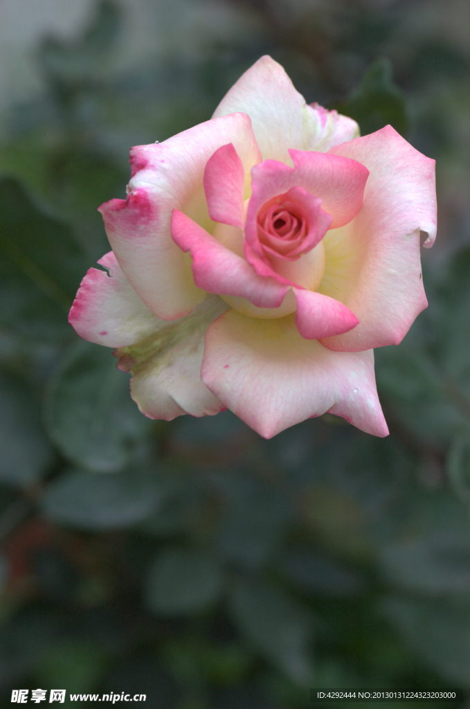月季花