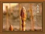 天麻装饰挂画