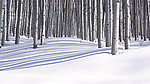 雪后树林